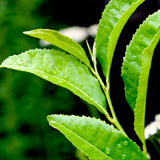 Tea Leaf